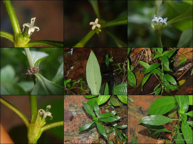 Edrastima uniflora • © Yeoh Yi Shuen • All Rights Reserved