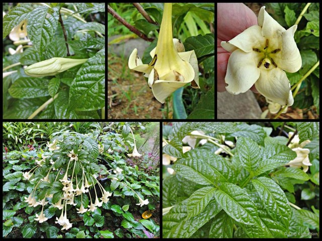 Euclinia longiflora • © Ong Kwan Han • All Rights Reserved
