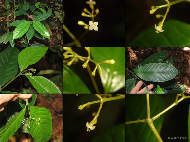 Eumachia rostrata • © Yeoh Yi Shuen • All Rights Reserved