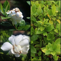 Gardenia jasminoides