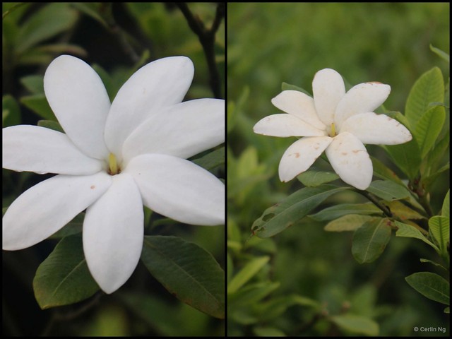Gardenia scabrella • © Cerlin Ng • All Rights Reserved