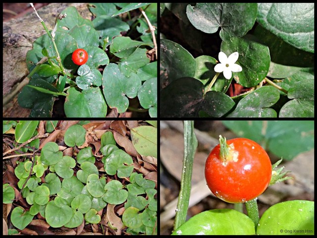 Geophila repens var. asiatica • © Ong Kwan Han • All Rights Reserved