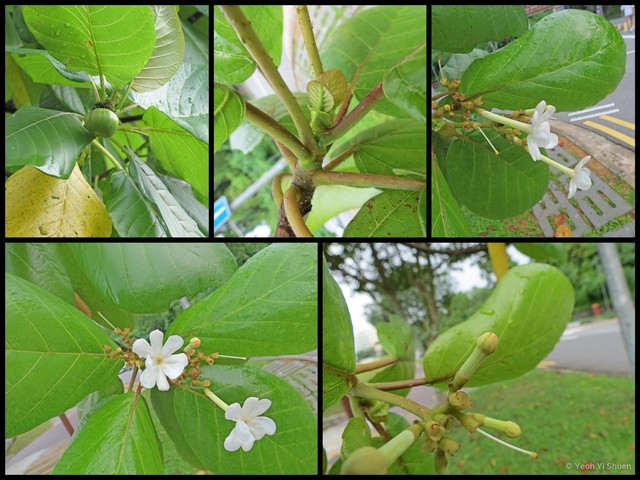 Guettarda speciosa • © Yeoh Yi Shuen • All Rights Reserved