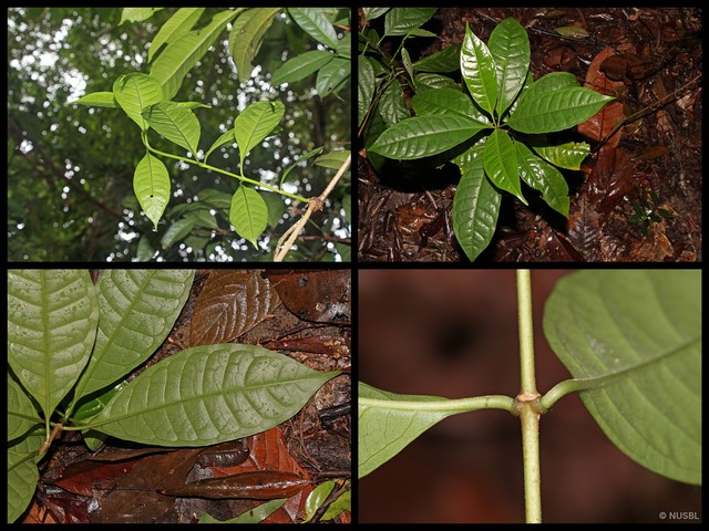 Gynochthodes coriacea • © NUSBL • All Rights Reserved