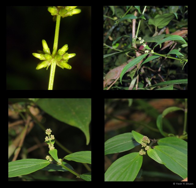 Hedyotis capitellata • © Yeoh Yi Shuen • All Rights Reserved