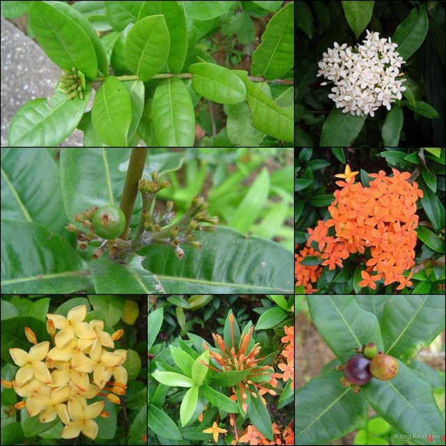 Ixora chinensis • © Ong Kwan Han • All Rights Reserved