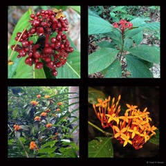 Ixora congesta