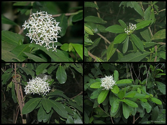 Ixora finlaysoniana • © Louise Neo • All Rights Reserved