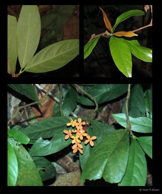 Ixora javanica • © Yeoh Yi Shuen • All Rights Reserved