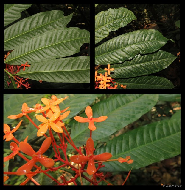 Ixora lobbii • © Yeoh Yi Shuen • All Rights Reserved