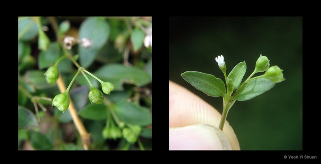Leptopetalum biflorum • © Yeoh Yi Shuen • All Rights Reserved
