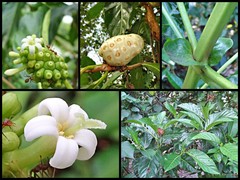 Morinda citrifolia L.