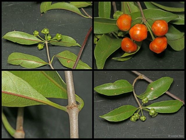 Morinda umbellata • © Louise Neo • All Rights Reserved