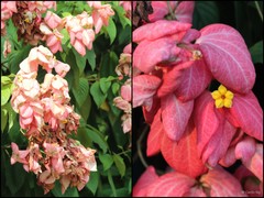 Mussaenda erythrophylla