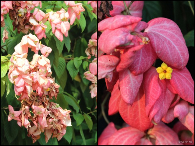 Mussaenda erythrophylla • © Cerlin Ng • All Rights Reserved