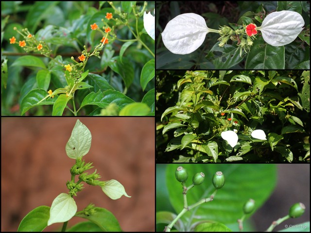 Mussaenda glabra • © Cerlin Ng • All Rights Reserved