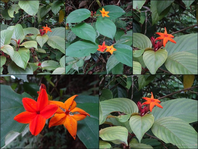 Mussaenda maingayi • © Ang Wee Foong • All Rights Reserved