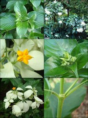 Mussaenda philippica