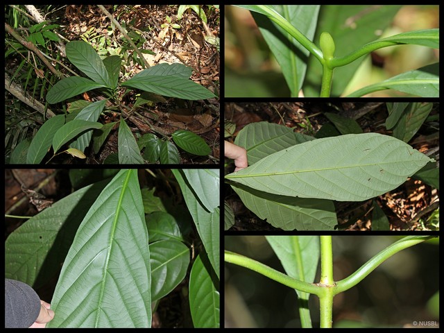 Nauclea officinalis • © NUSBL • All Rights Reserved