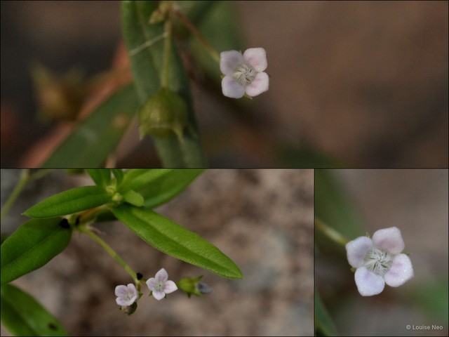 Oldenlandia corymbosa • © Louise Neo • All Rights Reserved