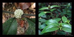 Oldenlandia cristata