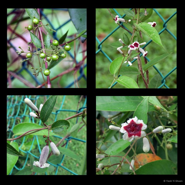 Paederia foetida • © Yeoh Yi Shuen • All Rights Reserved