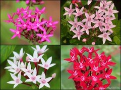 Pentas lanceolata