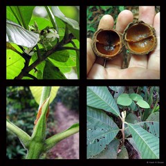 Porterandia anisophylla (Jack ex Roxb.) Ridl.