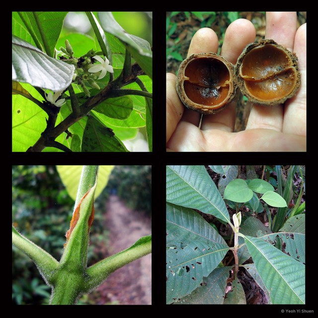 Porterandia anisophylla • © Yeoh Yi Shuen • All Rights Reserved