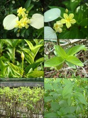 Pseudomussaenda flava