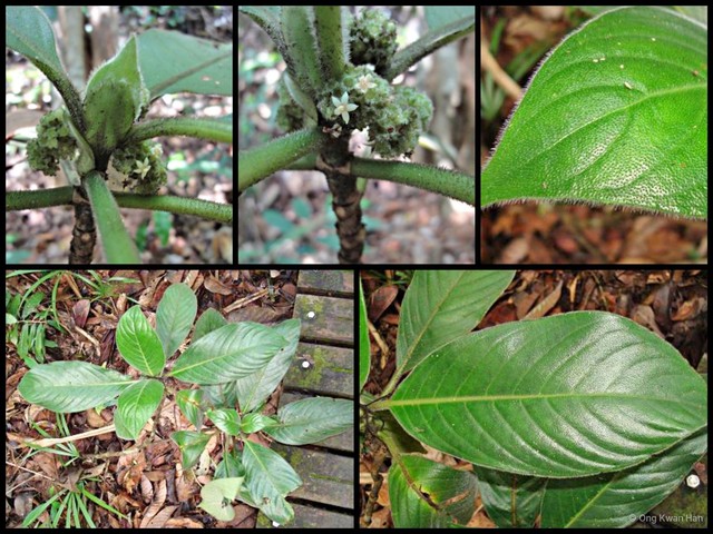 Psychotria helferiana • © Ong Kwan Han • All Rights Reserved