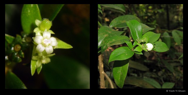 Psychotria maingayi • © Yeoh Yi Shuen • All Rights Reserved