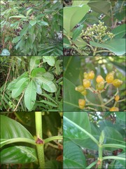 Psychotria malayana
