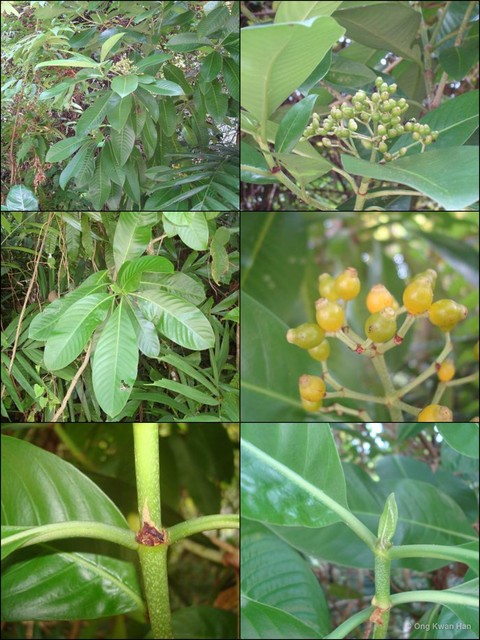 Psychotria malayana • © Ong Kwan Han • All Rights Reserved