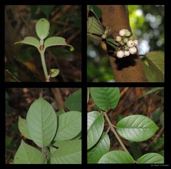 Psychotria ovoidea