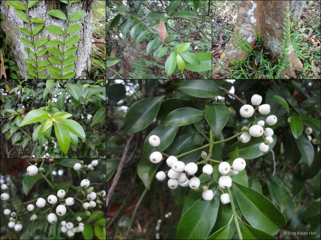 Psychotria sarmentosa • © Ong Kwan Han • All Rights Reserved