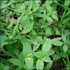 Richardia scabra L.