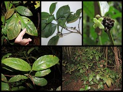 Saprosma glomerulata King & Gamble
