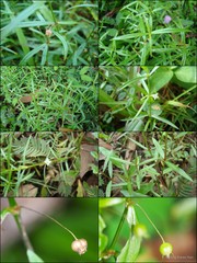 Scleromitrion diffusum