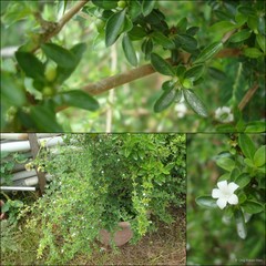 Serissa japonica (Thunb.) Callm.