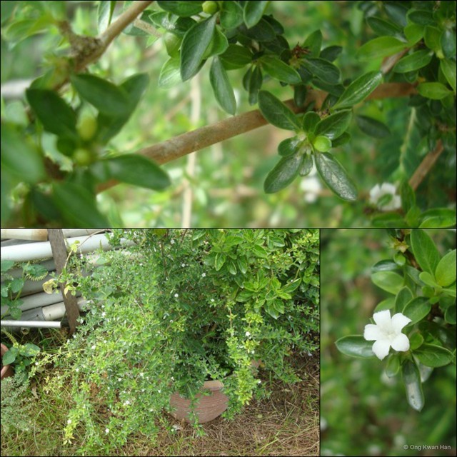 Serissa japonica • © Ong Kwan Han • All Rights Reserved