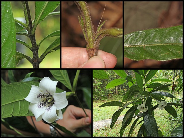 Singaporandia macrophylla • © Louise Neo • All Rights Reserved