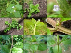 Spermacoce latifolia