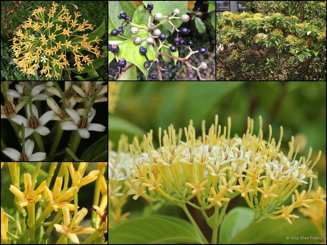 Tarenna fragrans • © Ang Wee Foong • All Rights Reserved