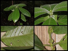 Tarenna mollis