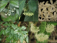 Tarenna odorata (Roxb.) B.L.Rob.