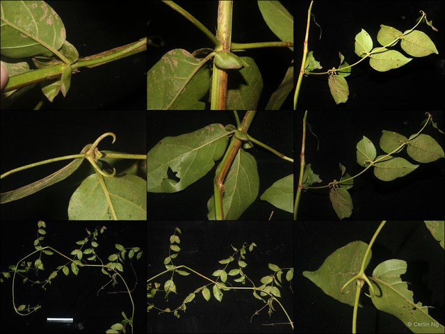 Uncaria acida var. acida • © Cerlin Ng • All Rights Reserved