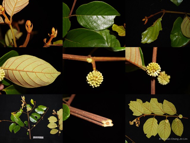 Uncaria borneensis • © Reuben Chong Jin Lim • All Rights Reserved