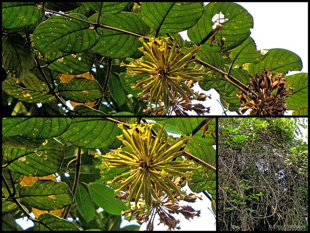 Uncaria cordata • © Tony O'Dempsey • All Rights Reserved