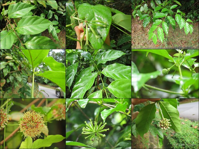 Uncaria gambir • © Yeoh Yi Shuen • All Rights Reserved